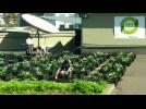 Shoppng mall uses garbage to create a thriving rooftop farm for employees