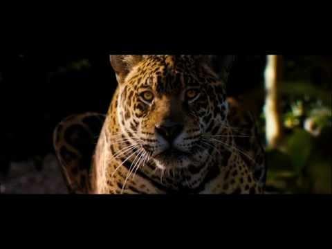 The Burning Clip Gael Garcia Bernal walks with the Big Cats