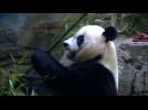 Giant panda at National Zoo might be pregnant