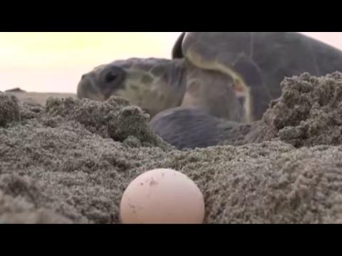 Precious turtle eggs stolen from Mexican beach