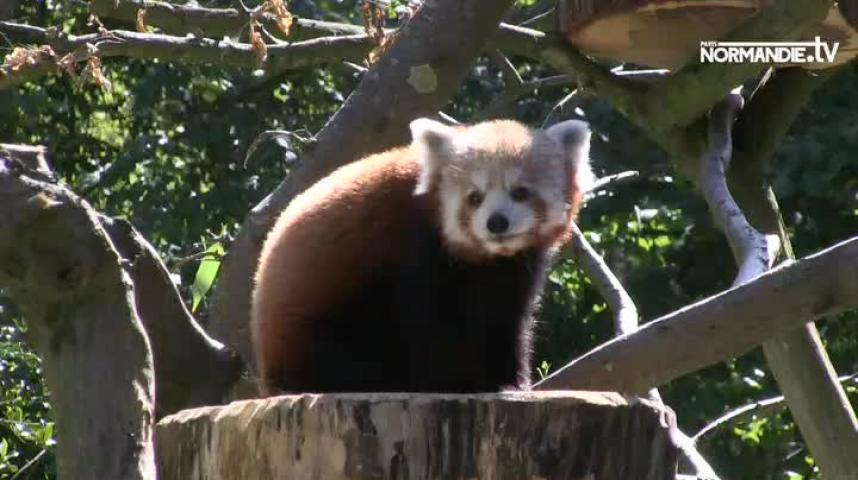 Parc de Clères : le prénom du bébé panda roux né en juin a été révélé ! -  Paris-Normandie