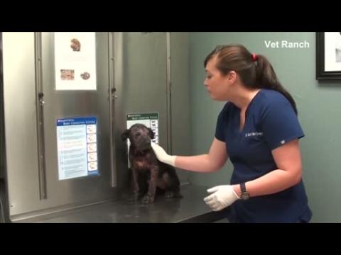 Ill puppy rescued by vet and nursed to good health