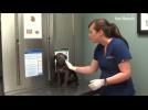 Ill puppy rescued by vet and nursed to good health