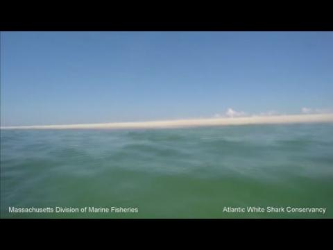 Video captures white shark's failed attack on a seal