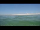 Video captures white shark's failed attack on a seal