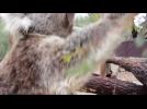 A koala joey ventures outside his mothers pouch in Australia