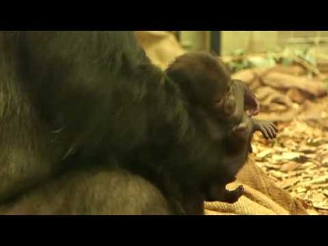 A baby gorilla meets his sister for the first time