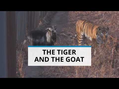 The tiger &amp; the goat: The unlikely love story continues
