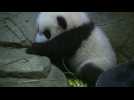DC zoo's panda cub wows the crowd at media debut