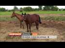 Un combat : le droit des animaux - Label : Animaux - BA - Category : TV