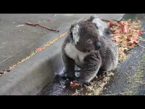 Koala quenches thirst in blistering heat