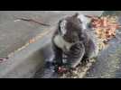 A koala takes a cooling drinking in the blistering heat