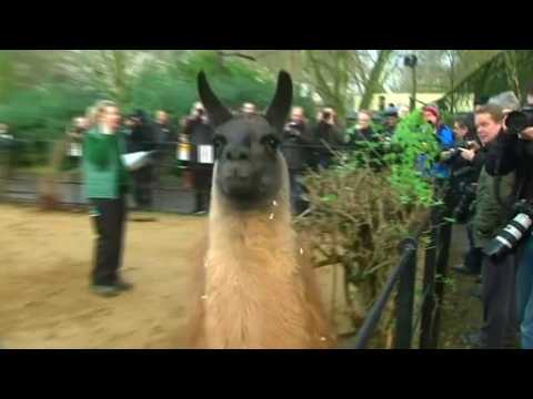 London zoo begins animal census