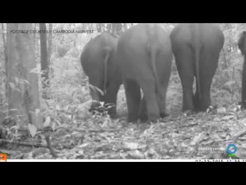 Rare set of Asian elephants spotted on camera in mountains