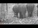 Rare set of Asian elephants spotted on camera in mountains