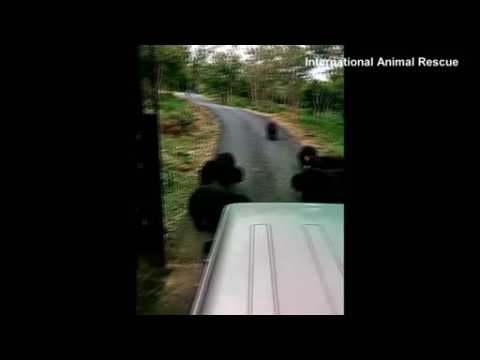 Hungry bears in animal sanctuary chase their handlers' food truck