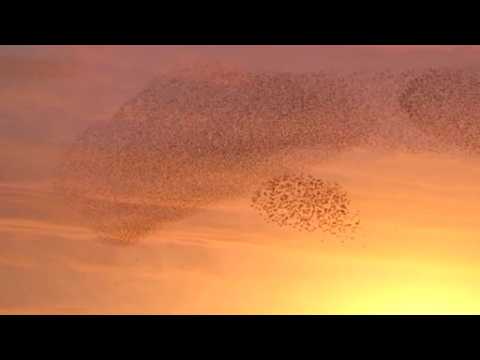 Swooping and soaring – a starling sky show