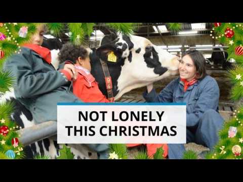 In need of extra love this Christmas? Try cow-hugging