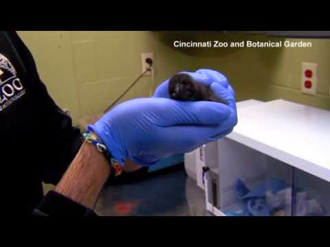 Newborn penguin 'Bowie' introduced at Cincinnati Zoo