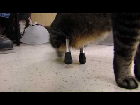 Vincent the cat gets used to his new legs