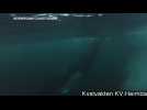 Norwegian Coast Guard rescue a trapped humpback whale
