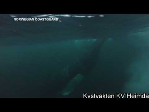 The Norwegian Coast Guard rescue a trapped humpback whale