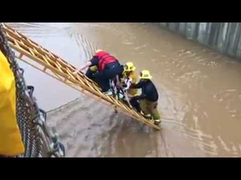 A dog is rescued in the wake of floods in Los Angeles
