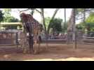Video of new-born giraffe and mother nuzzling goes viral