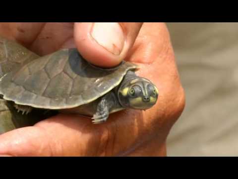 Bolivia releases over 100,000 baby turtles into river
