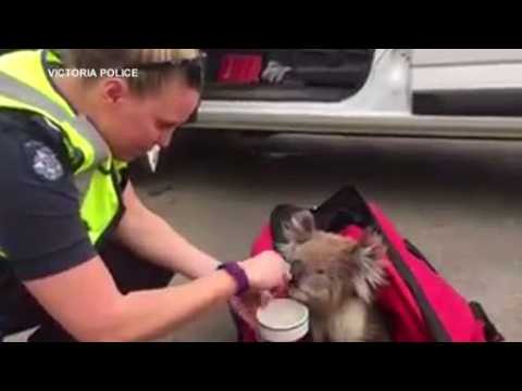 A koala bear is fed and watered by the local police