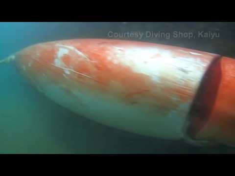 Giant squid drops by marina for Christmas