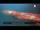 Giant squid spotted off Japan’s coastline