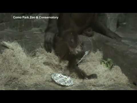 Orangutan celebrates first birthday at a Minnesota zoo with streamers and cake