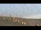 Swoop, pivot and soar - starlings embrace the southern Israel sky