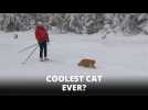 Cool cat: Jesper the cat tows skier through snow