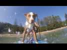 Australian dog trainer surfs with four-legged friends