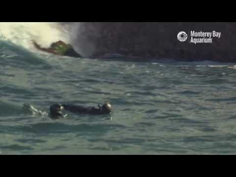 Aquariums rescue and give home to orphaned sea otter pup