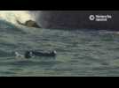 Aquariums rescue and give home to orphaned sea otter pup