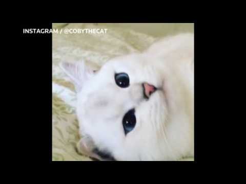 Coby the blue-eyed cat takes social media by storm