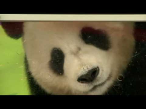 Chinese giant pandas arrive in South Korea