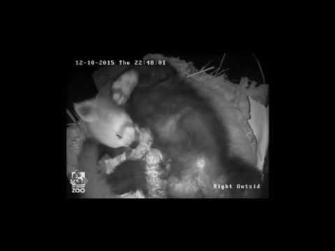 Australian Zoo releases cctv tracking progress of red panda twins