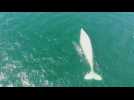 Rare white whale spotted off Mexico's Pacific coast