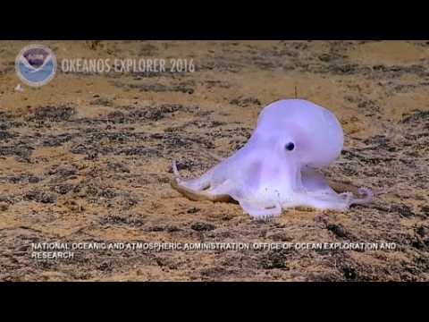 Possible new octopus species discovered off coast of Hawaii