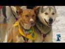 Shorter ceremonial route in Alaska sled dog race