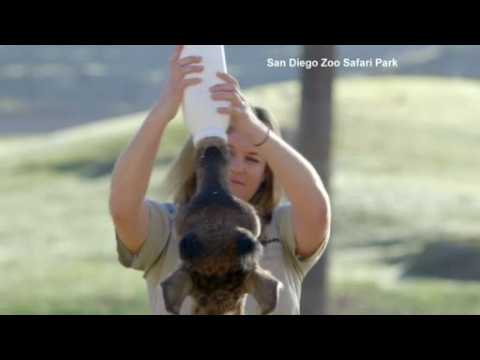 Baby giraffe recovers at San Diego Zoo Safari Park