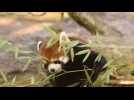 Red panda snacks on bamboo for the cameras in Cincinnati Zoo