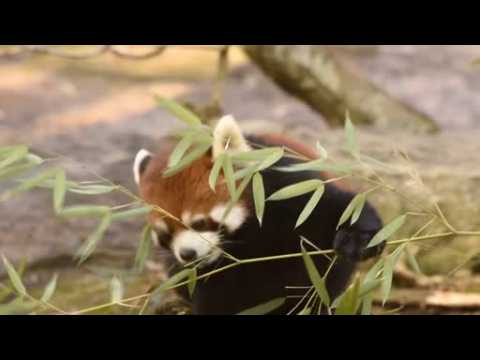 Red panda snacks on bamboo for the cameras in Cincinnati Zoo