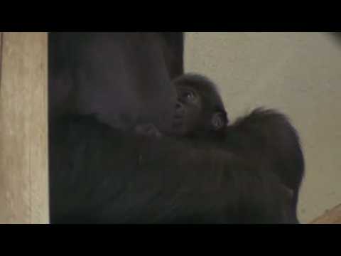 Endangered gorilla born in Denver