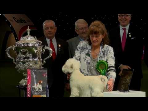 West Highland Terrier takes top prize at Crufts