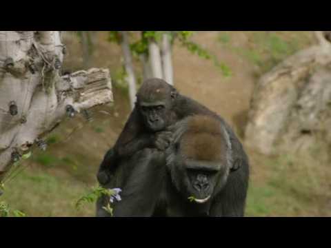 Gorilla gets set for 'terrible twos'